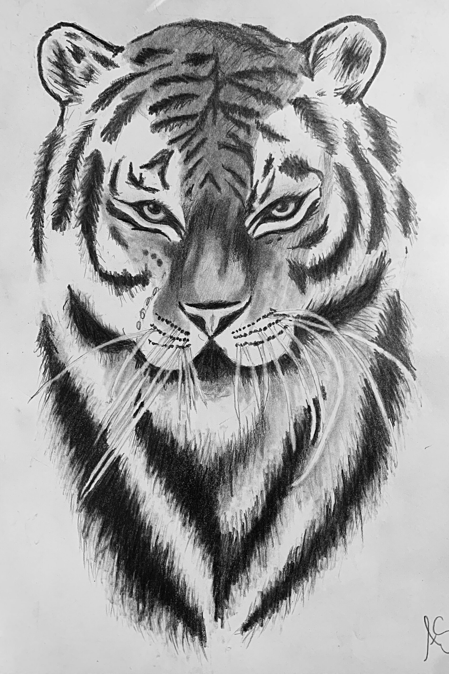 tiger