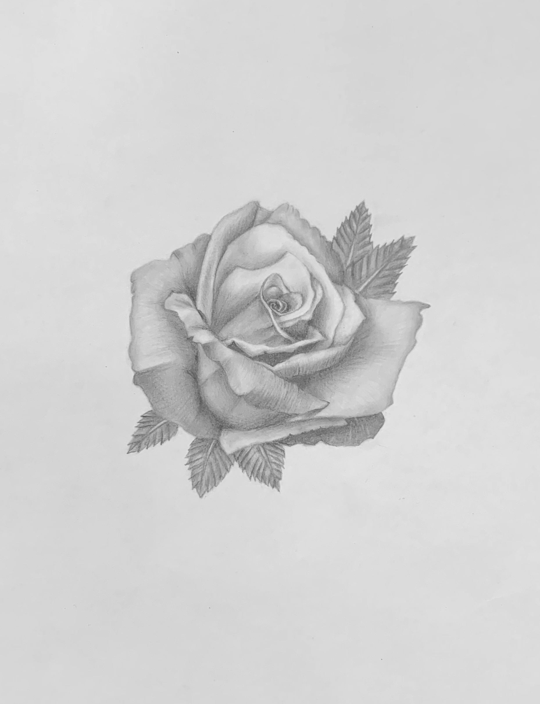 rose